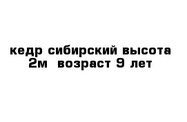 кедр сибирский высота 2м  возраст 9 лет